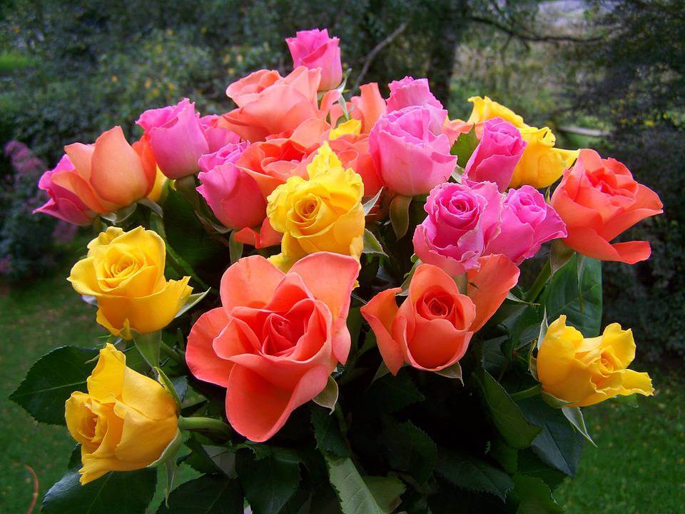 Other older uses of rainbow flags include a symbol of peace. Pride Month: Flag History and Rainbow Roses DIY - Avas Flowers