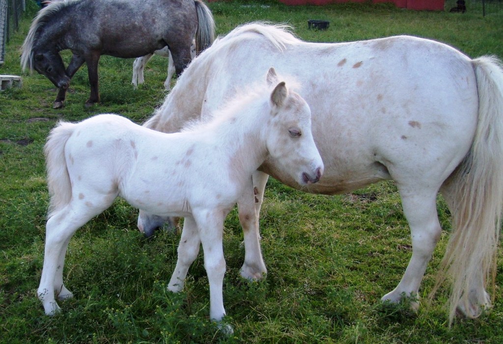Miniature Horses For Sale in Michigan Underwood Farms
