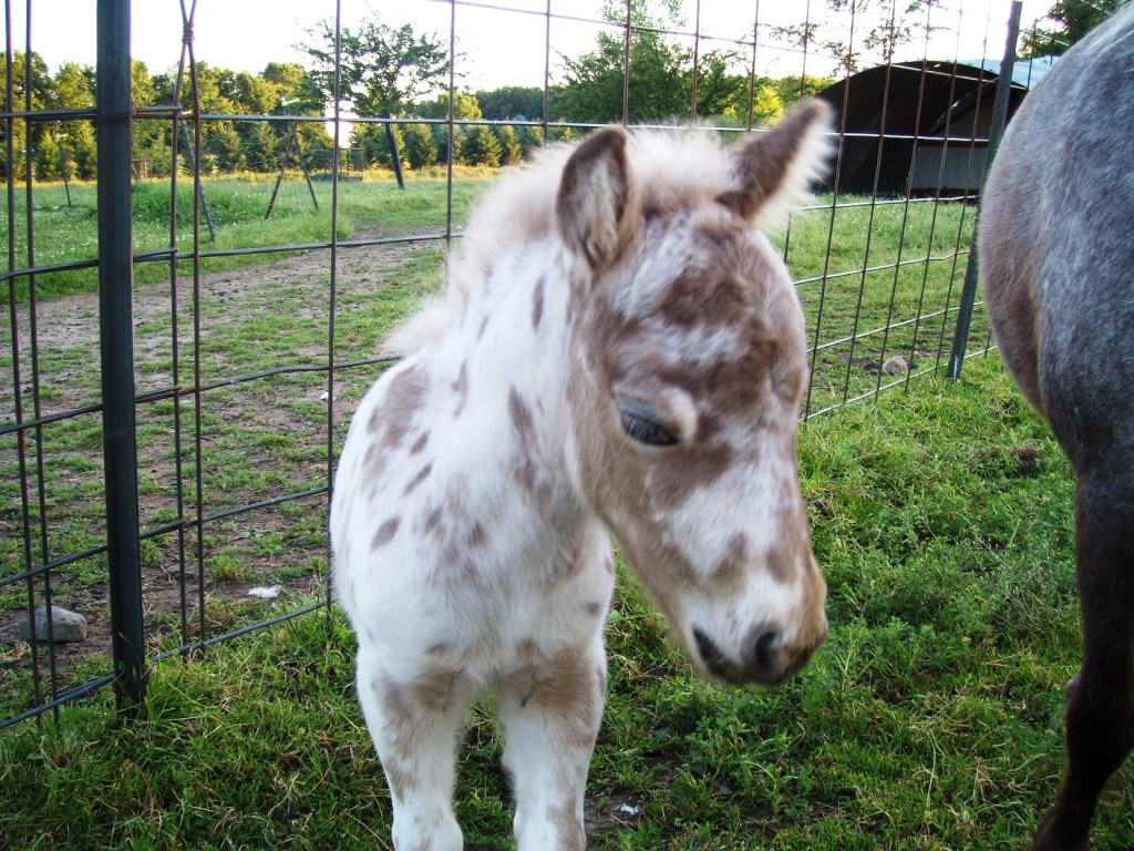 Miniature Horses For Sale in Michigan Underwood Farms