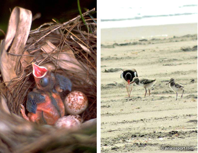 Know When to Help or Leave a Baby Bird Alone Avian Report