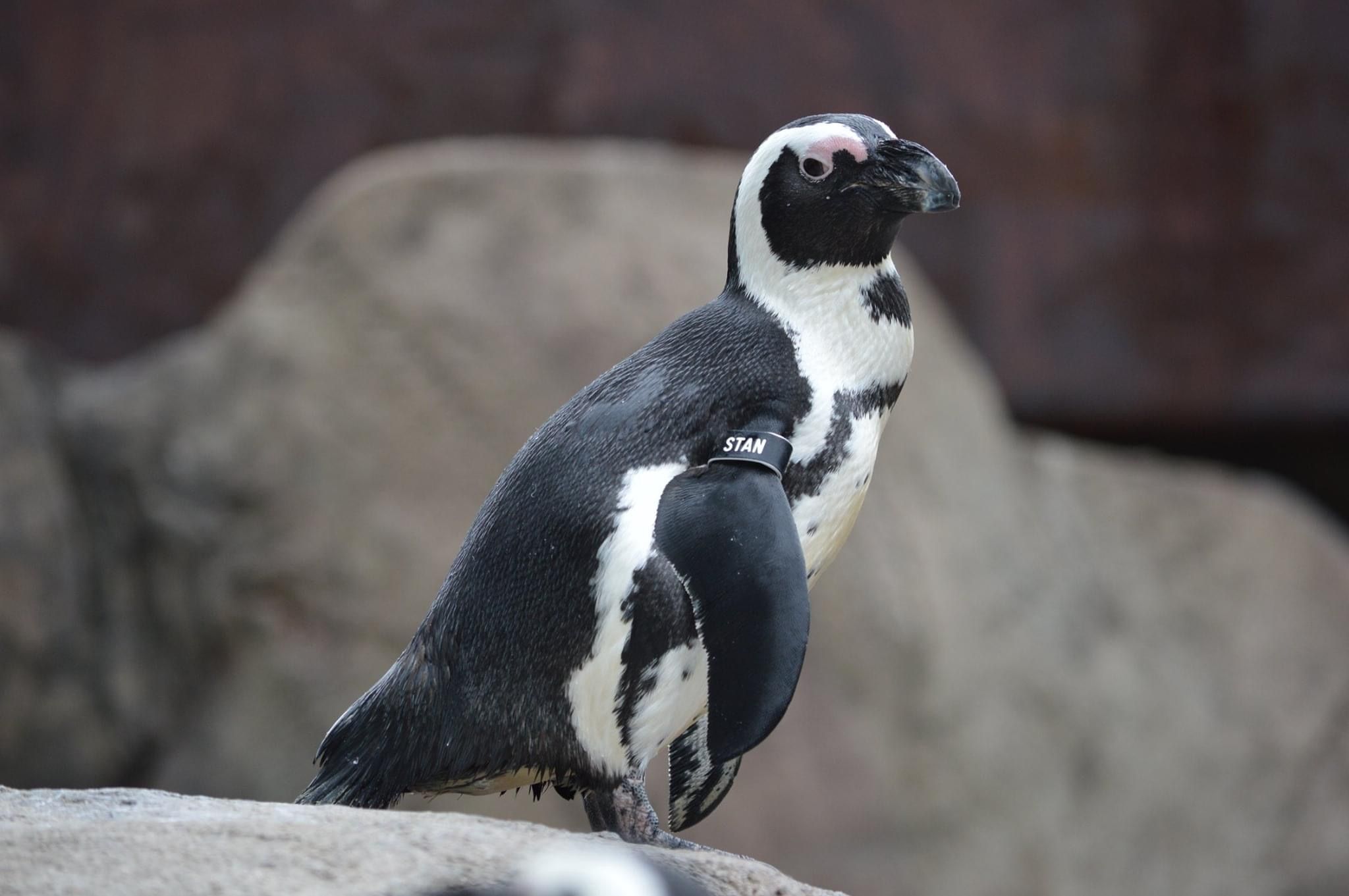 Penguin Encounter National Aviary