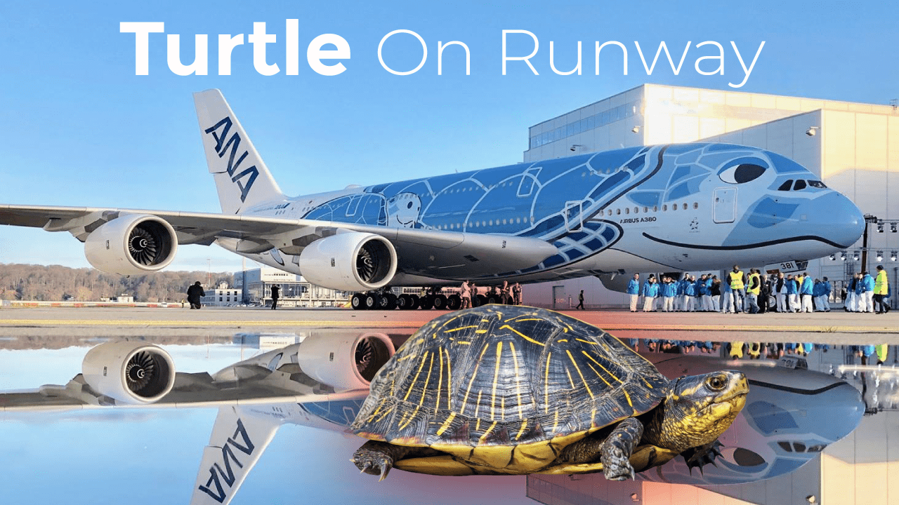 A wandering turtle across Narita airport runway delays flights