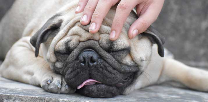 11 Common Pug Skin Problems and Remedies Avid Pup