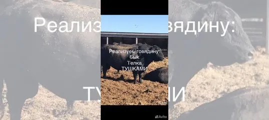 Крс купить в РостовенаДону Животные и зоотовары Авито