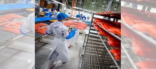 Вакансия Разнорабочие на рыбный завод, без опыта в Кудрово Работа Авито