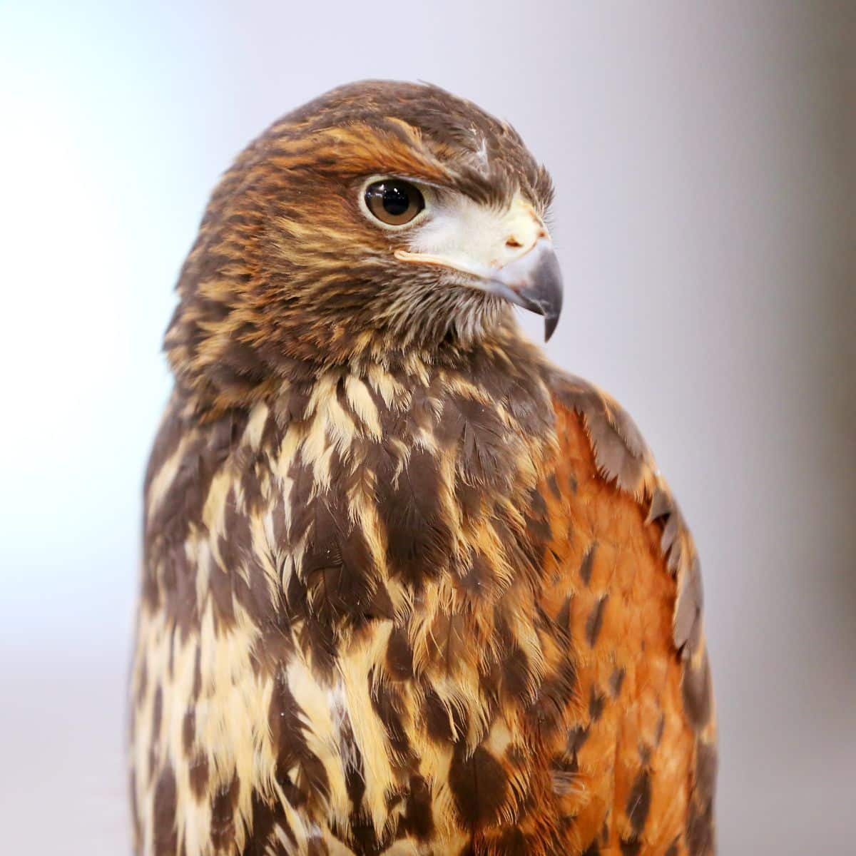 Spiritual Meaning of a Hawk Crossing Your Path Awakening State