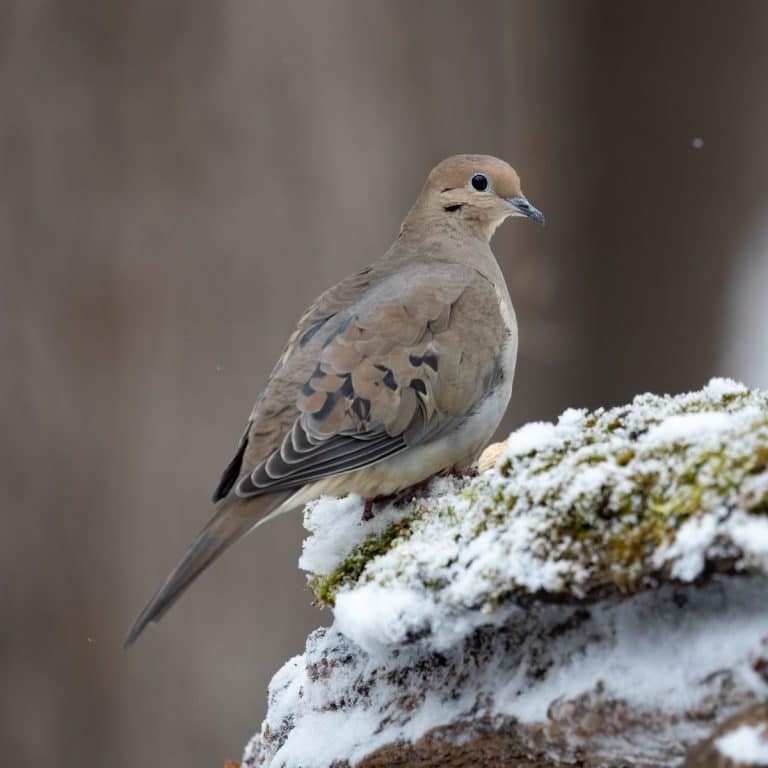 What Does it Mean When a Grey Dove Visits You? 2, 3, 4 Awakening State