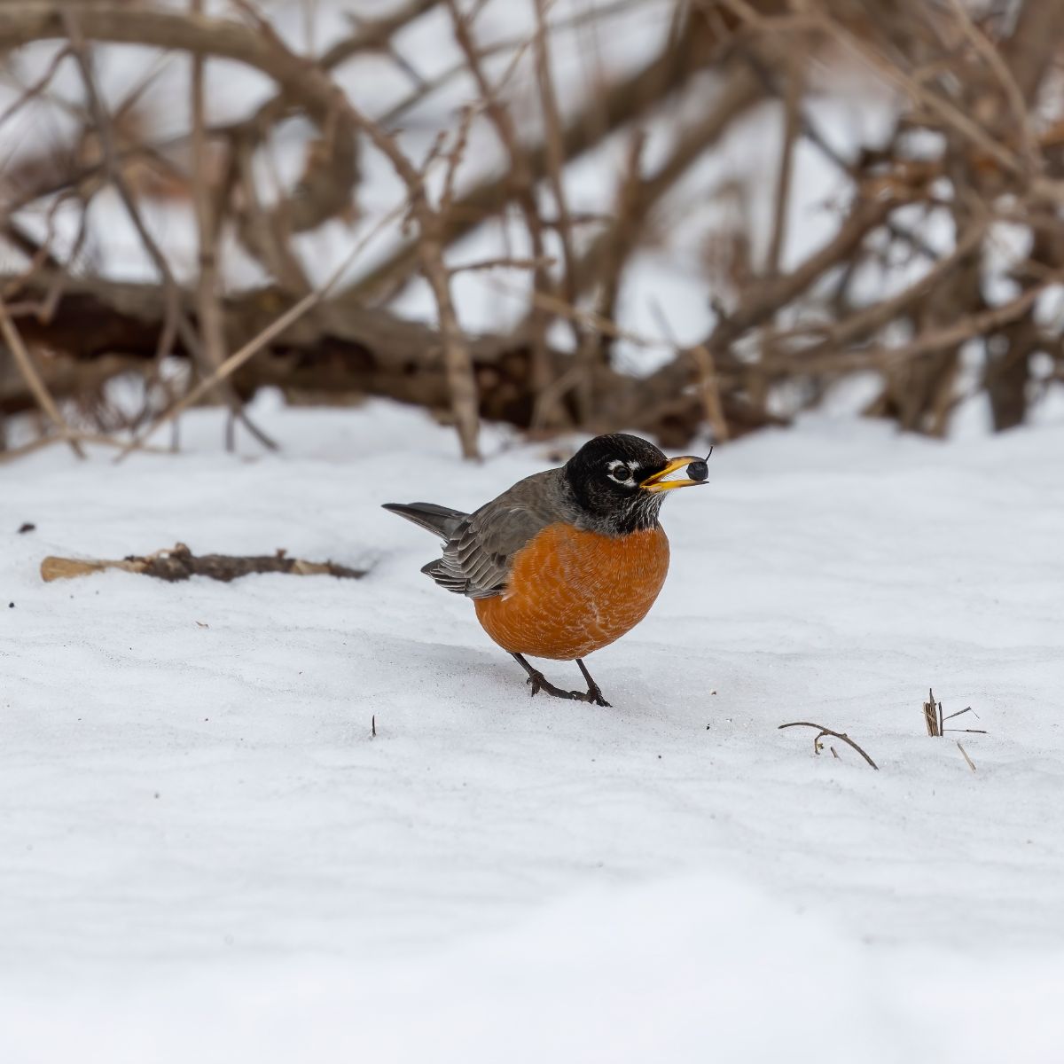 Red Robin (bird) Spiritual Meaning Awakening State