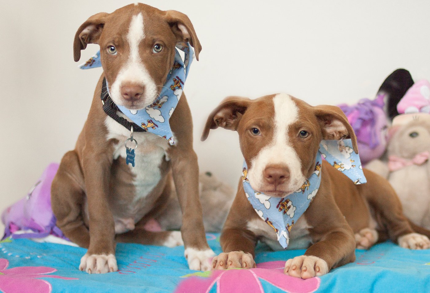 Reduced Price Spay/Neuter Programs Animal Welfare Association of NJ