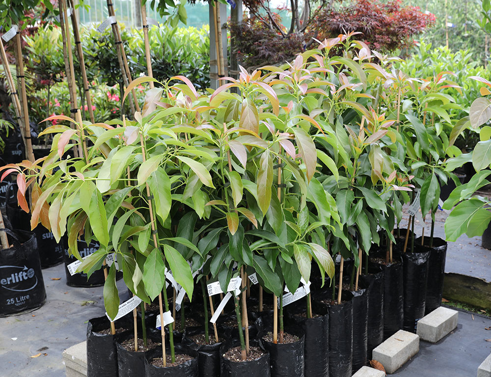 Avocado Reed Awa Nursery