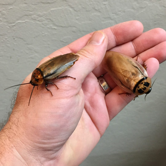 How to Choose the Right Size Dubia Roaches for Your Pet