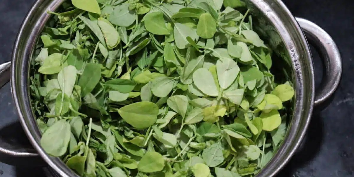 Unlocking the Mysteries of Fenugreek Leaves The Secret Ingredient to