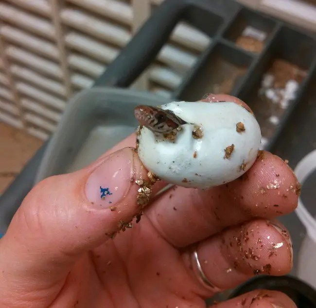 20 Cute Snakes That Are So Small You Will Want One