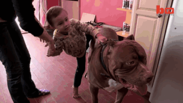 World's Largest Pitbull Fathers Eight Pups Worth Up To Half A Million