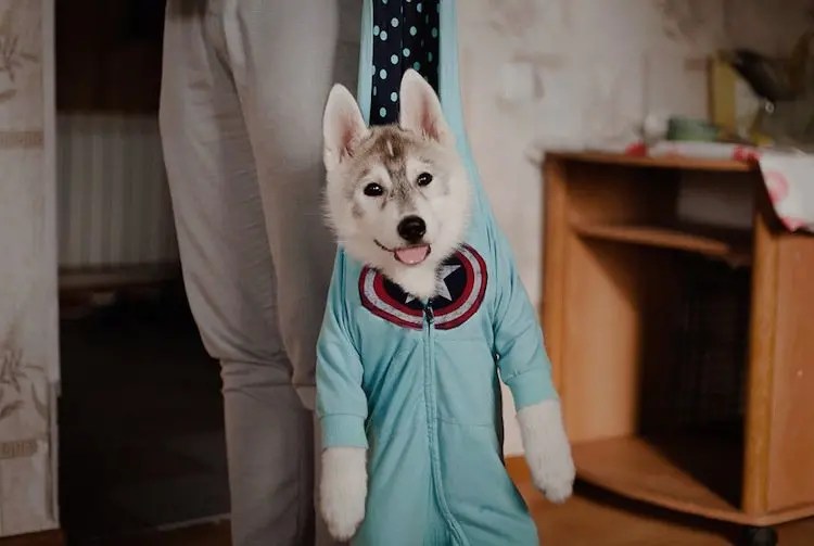 Cute Images Of Huskies Wearing Clothes