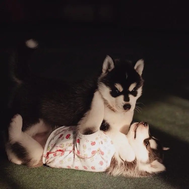 Cute Images Of Huskies Wearing Clothes