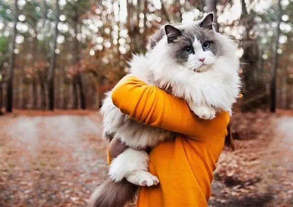 14 Of The Fluffiest Cats You've Ever Seen Part 2