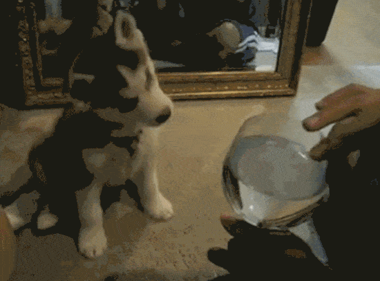 16 Confused Animals That Clearly Don't Understand What's Going On