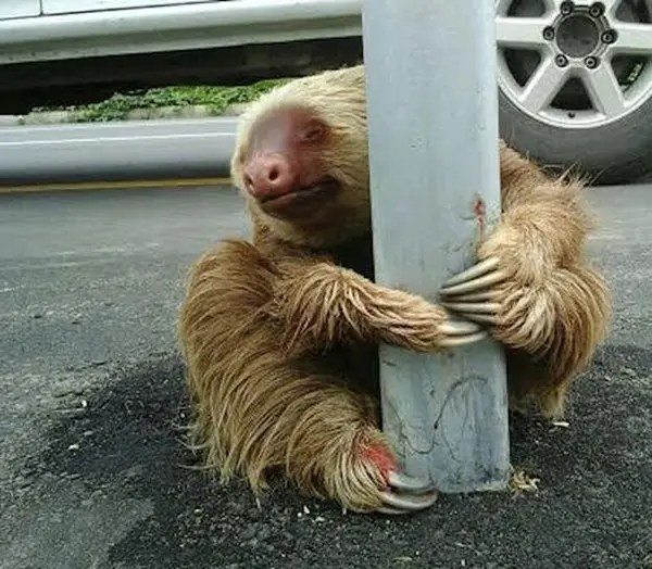 This Cop Rescued The Most Adorable Sloth From The Highway