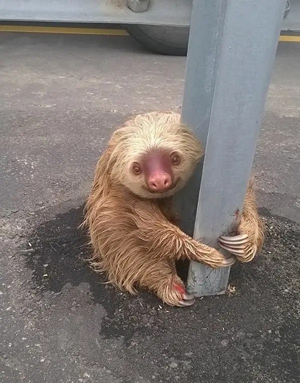 This Cop Rescued The Most Adorable Sloth From The Highway