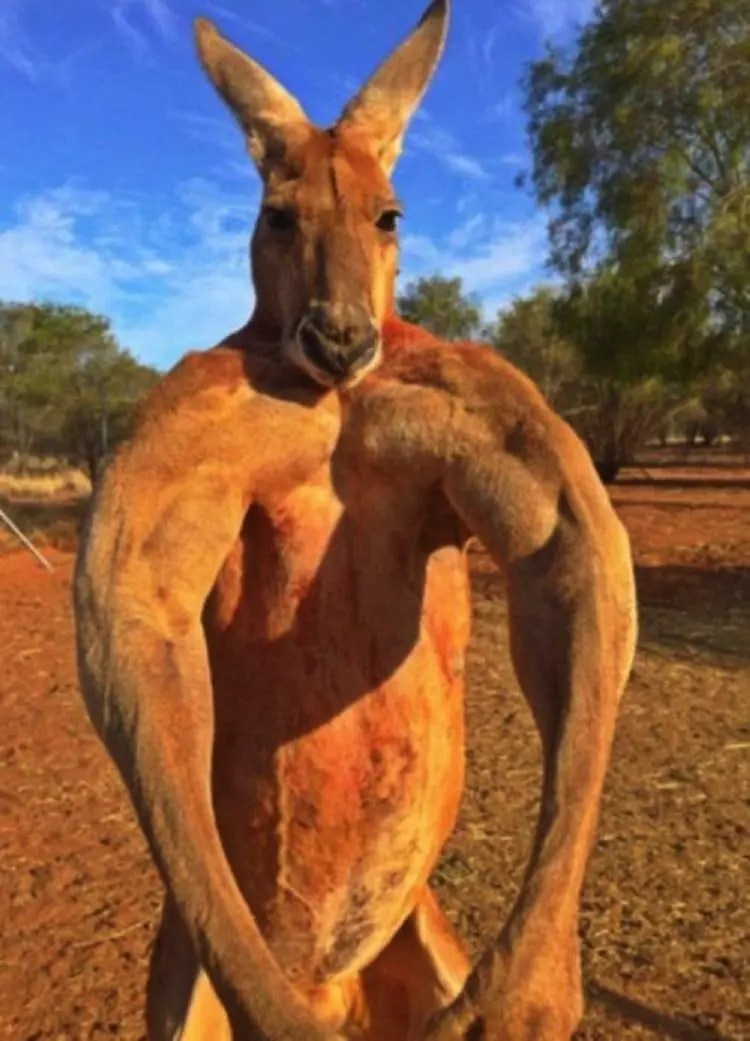 Meet Roger The Awesome Kangaroo That Looks Like A Body Builder