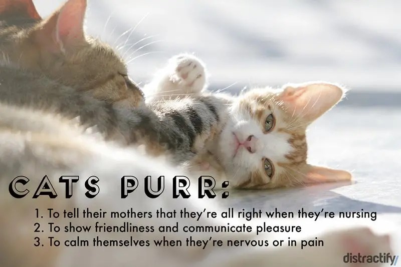 11 Interesting Facts About Cats Paired With Adorable Images