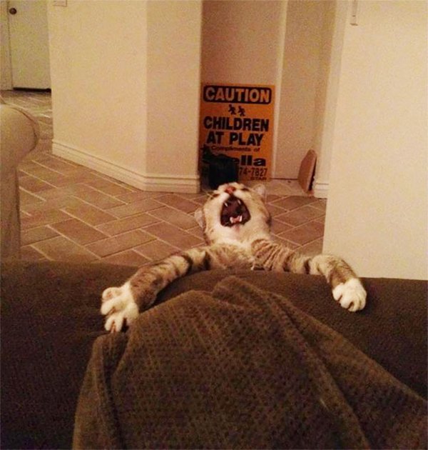 Hilarious Images Of Over Dramatic Cats You Won't Be Able To Hold Back