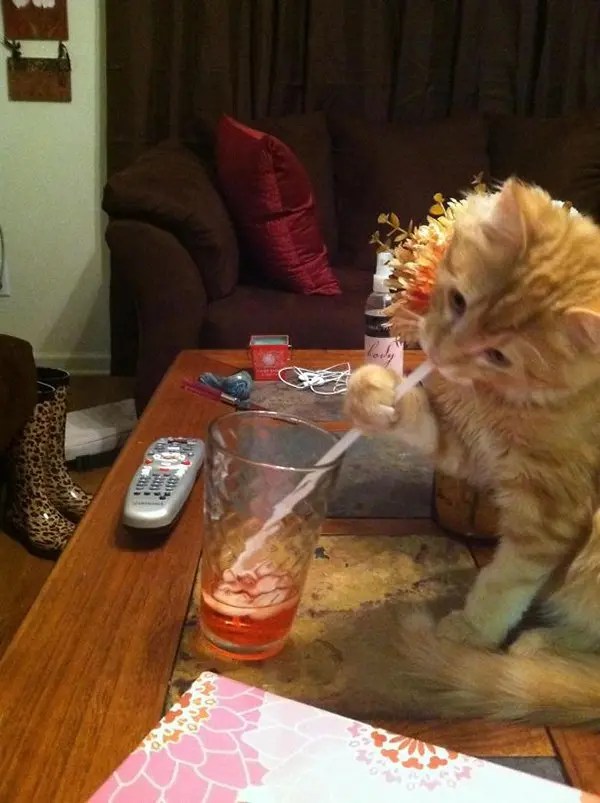 28 Hilarious Images Of Pets Caught Red Handed