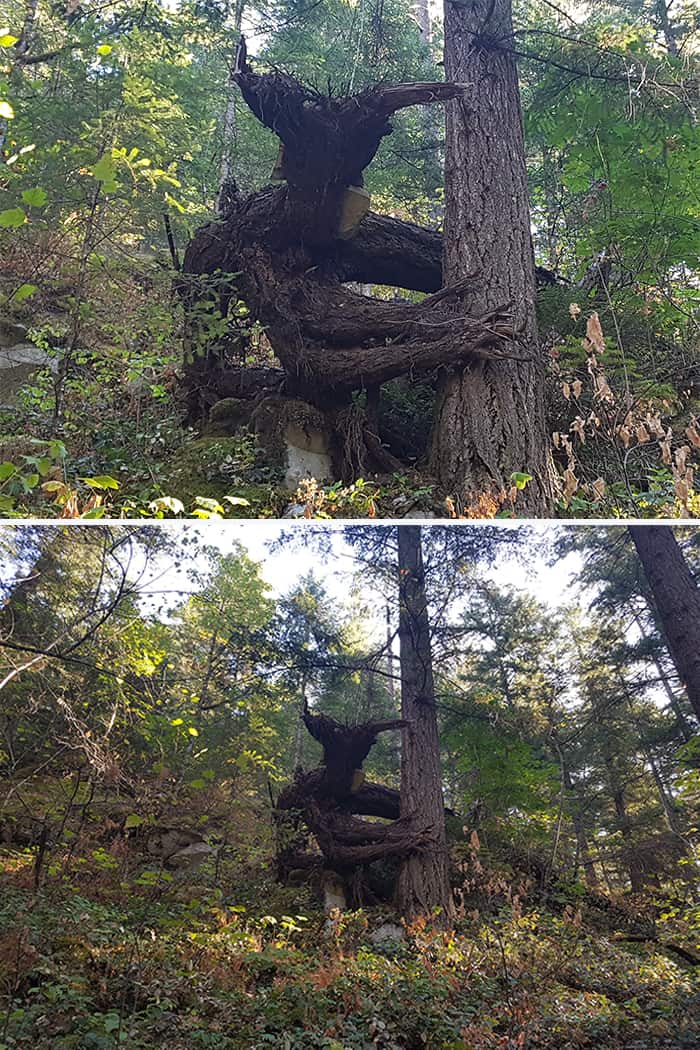 Trees That Look Like Something Else That Will Make You Do A Double Take