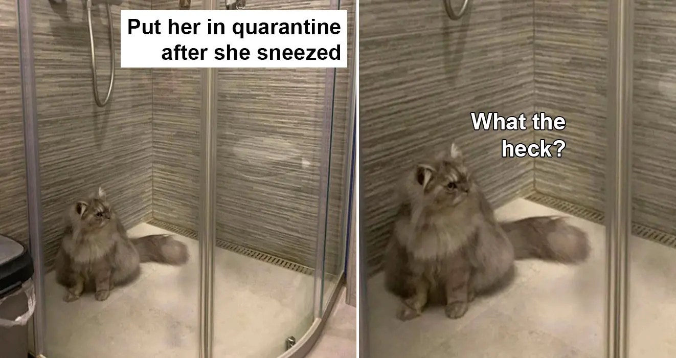 People Share Photos Of Their "Cats In Quarantine" And They'll Make Your Day