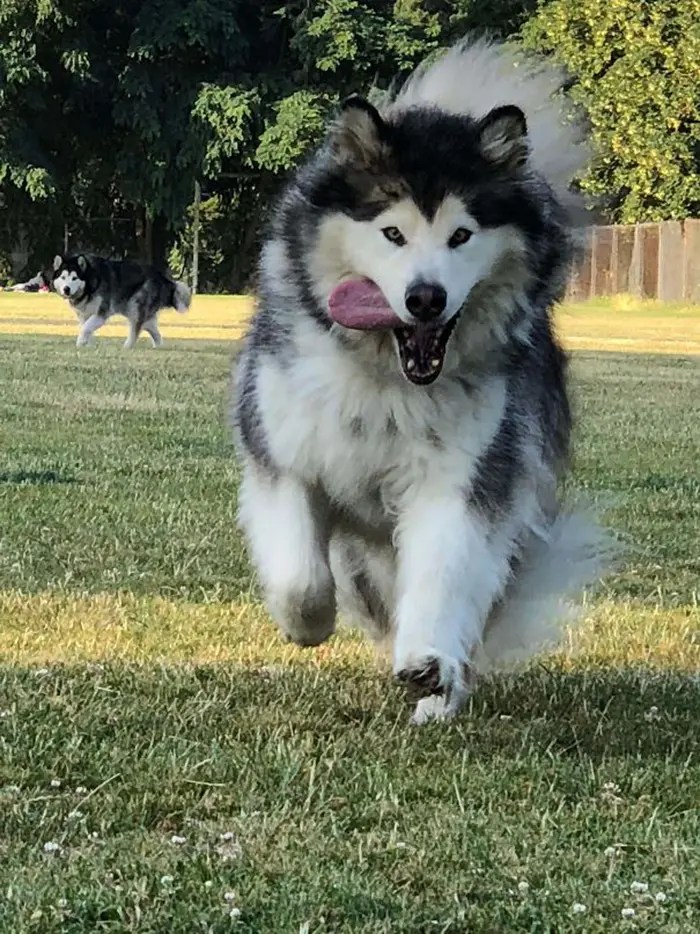 40 Adorable Photos Of Alaskan Malamutes Showing They're