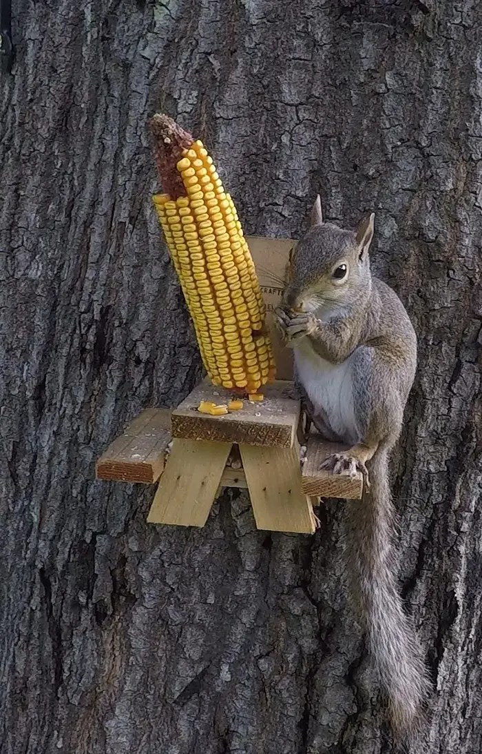 Get A Picnic Table Squirrel Feeder So All The Local