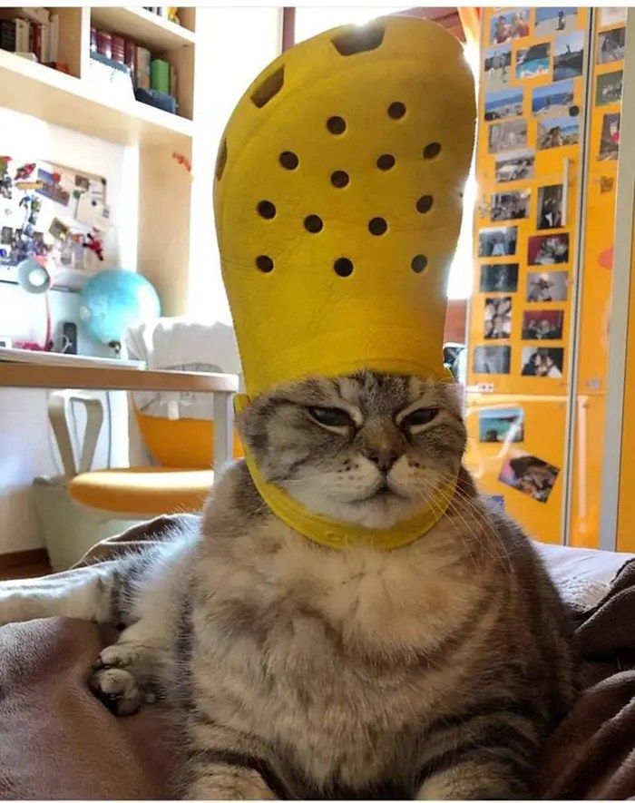 30 Cats And Dogs Who Look Like The Pope With Their Slipper Hats