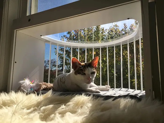 This Cat Window Lets Your Indoor Cats Relax In The Sunshine
