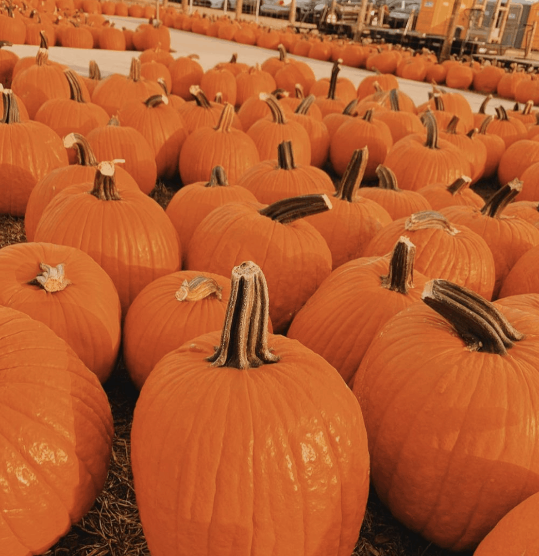 2024 AWESOME Guide to Gull Meadow Farms Near Kalamazoo