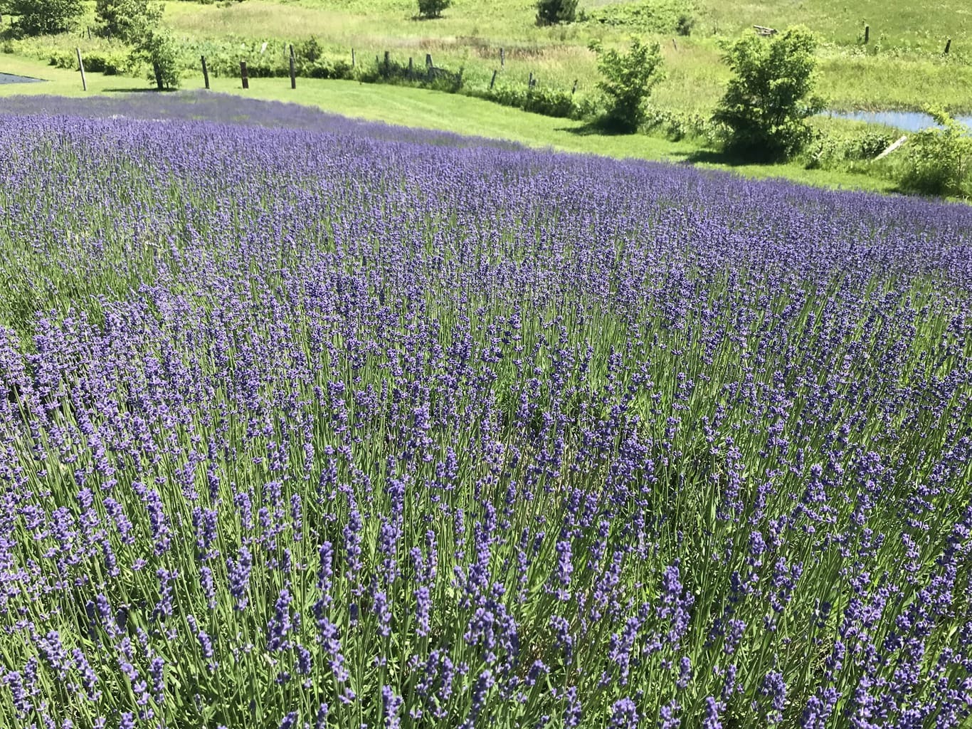 2024 AWESOME Guide of Things to Do in Petoskey Michigan