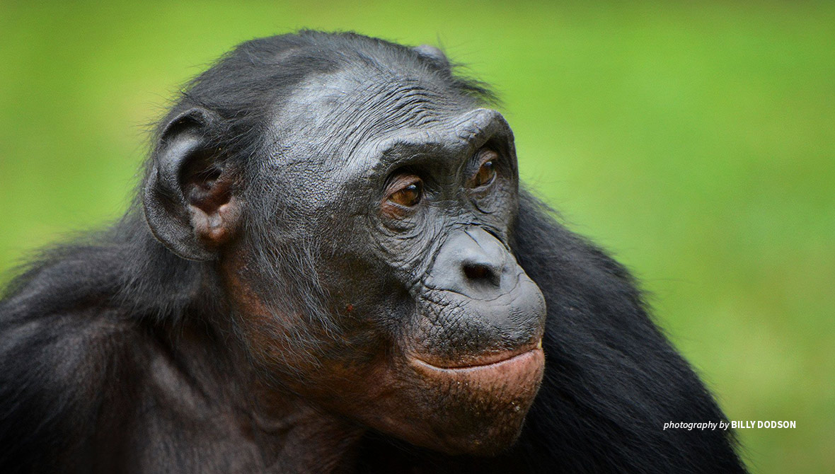 The endangered bonobo Africa's ape African Wildlife Foundation