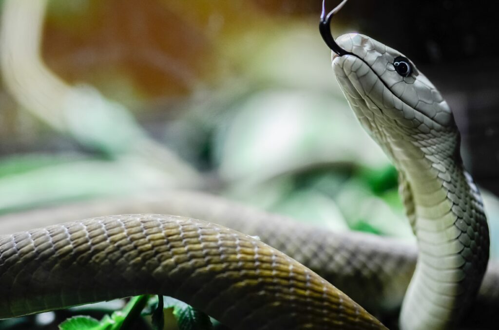 February’s Featured Animal The Black Mamba