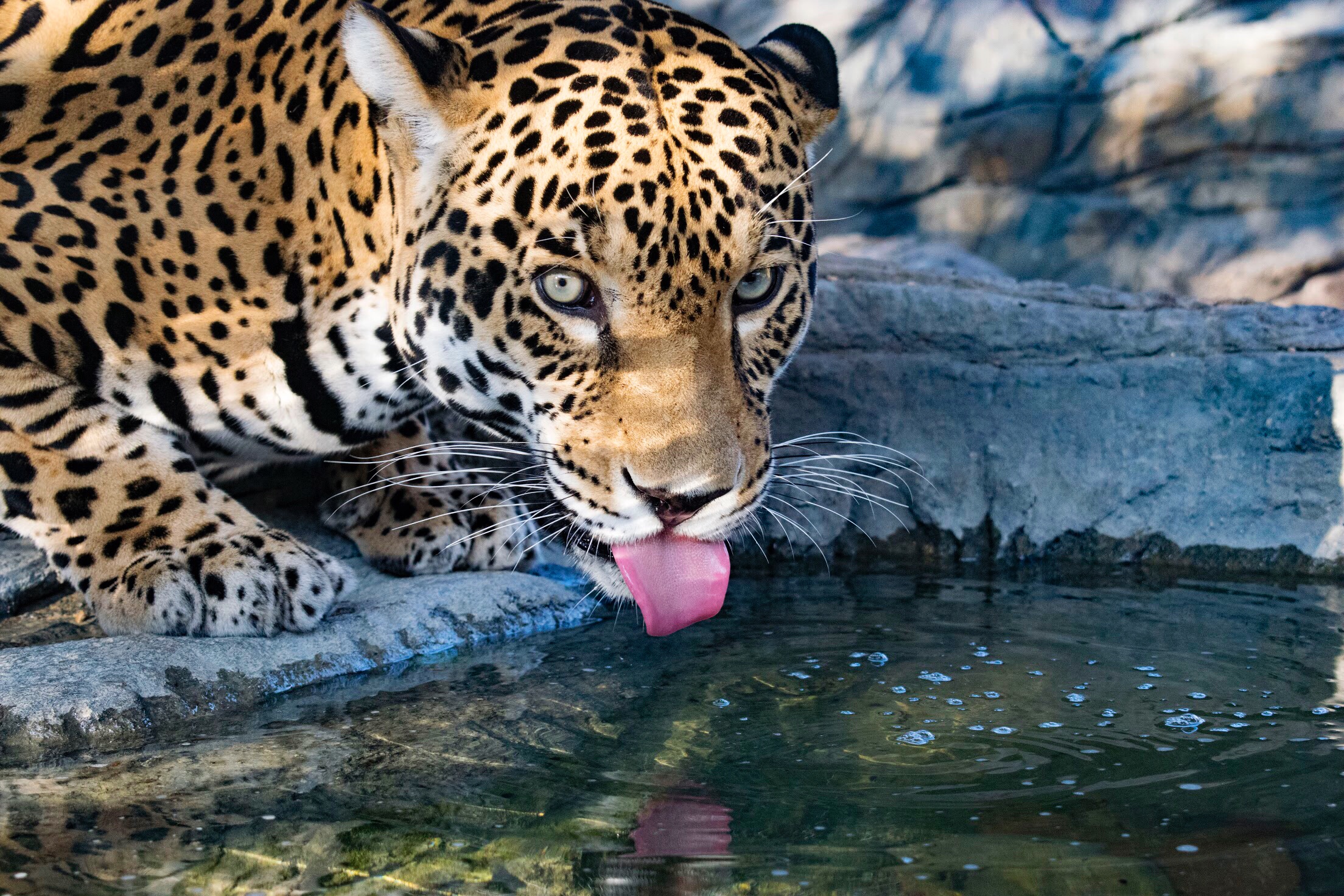 male jaguar drinking water Animal World and Snake Farm