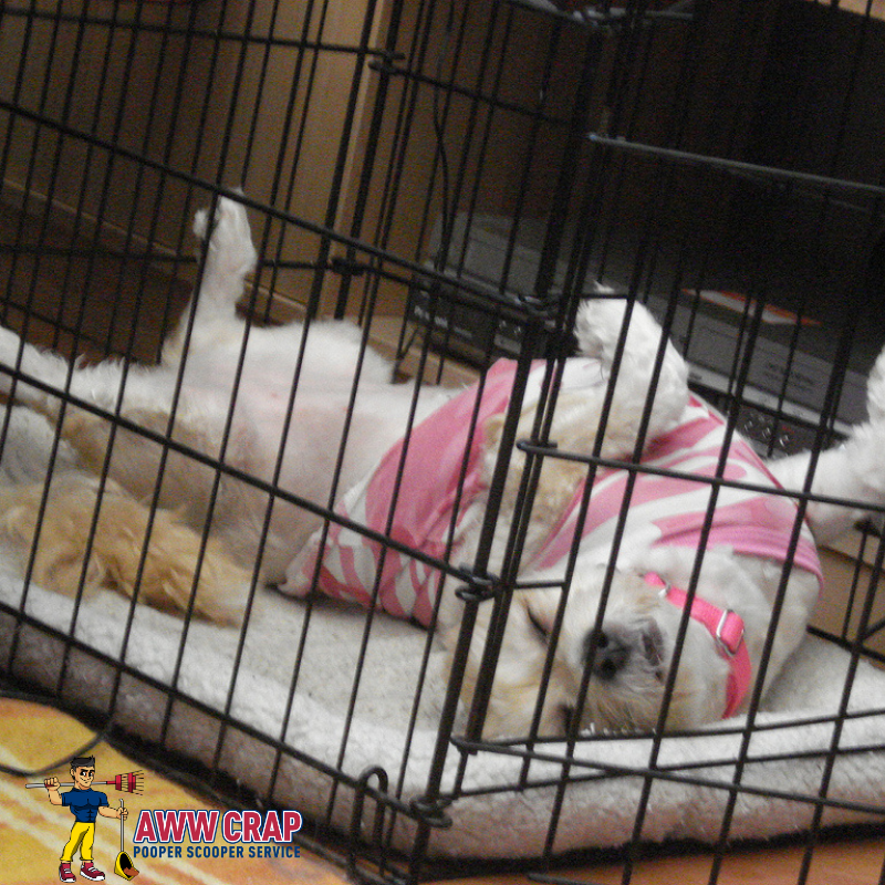 Is It Cruel To Crate Your Dog