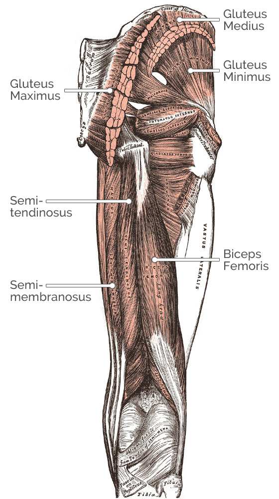Knee Flexion