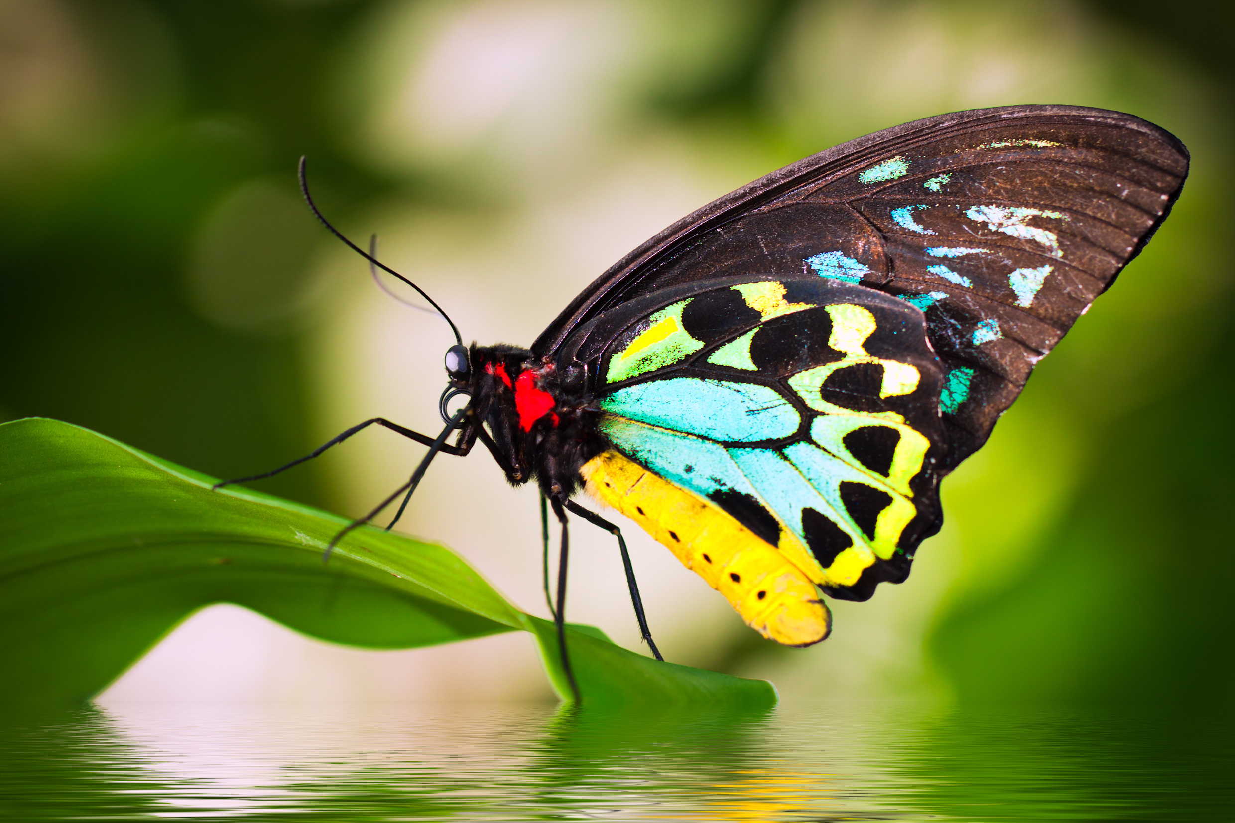 Male Birdwing butterfly (Ornithoptera euphorion) Axialent