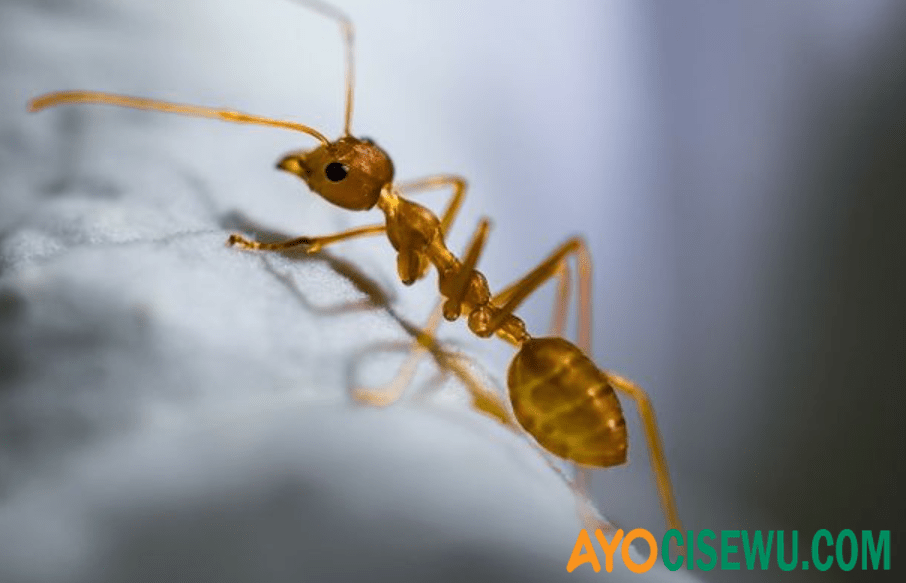 Hewan yang Disukai Semut TTS, Jawaban Paling Tepat!(04)