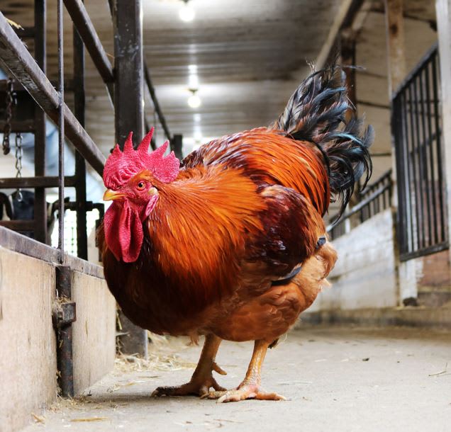 Supreme Poultry Farm Insurance Ayr Farmers Mutual Mutual insurance