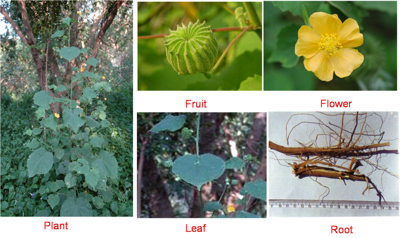 Know the Medicinal plant of Ayurveda BALA AyurSoln