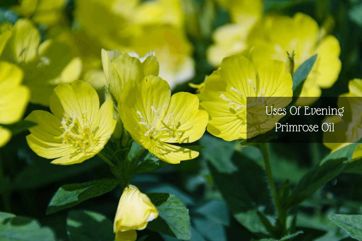 6 Benefits Of Evening Primrose Oil For Women Worth Knowing About