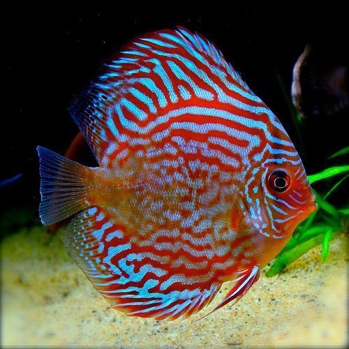 Discus Super Red Turquoise Discus Fish Arizona Aquatic Gardens