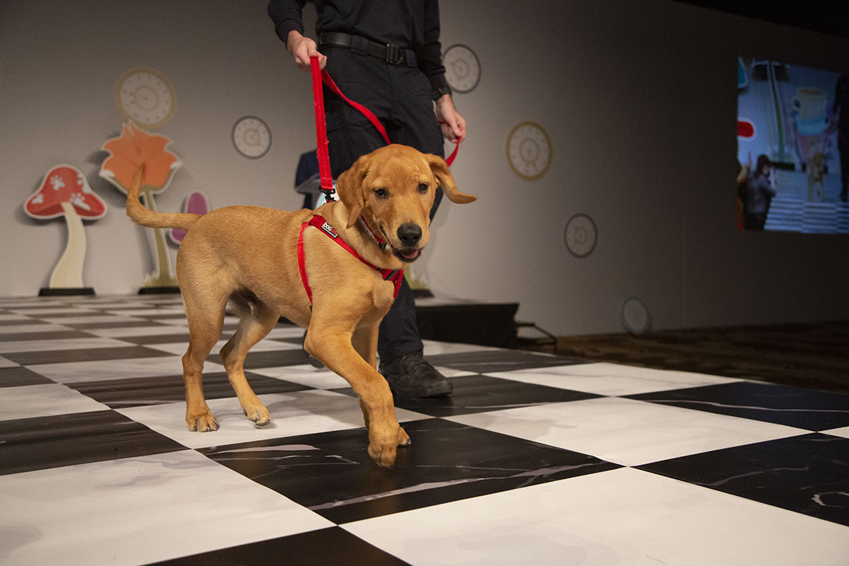 Compassion With Fashion 2023 Arizona Humane Society