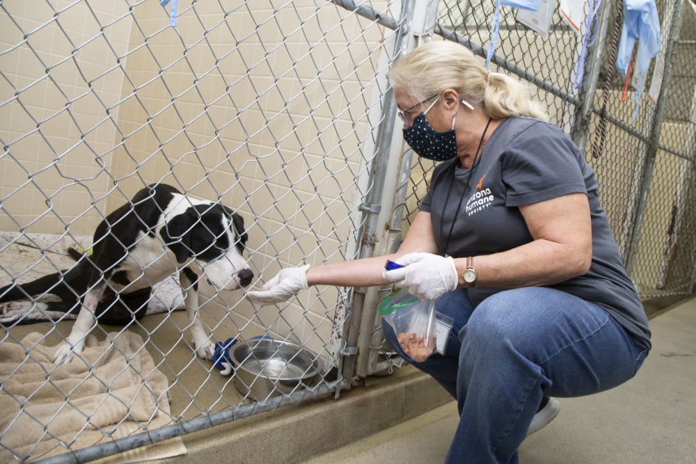 News Arizona Humane Society