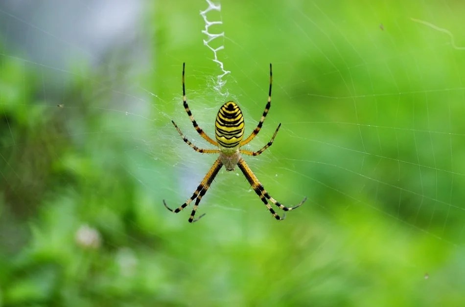 Strong Like Spider Silk